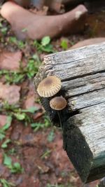 Close-up of mushroom growing on tree trunk