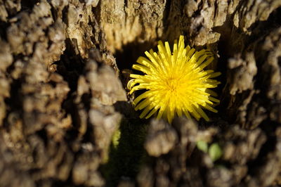 Close-up of yellow flower growing on tree trunk