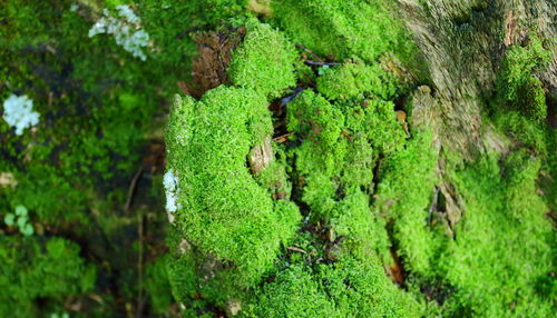 Close-up of moss growing on tree