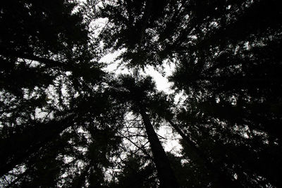 Low angle view of trees in forest