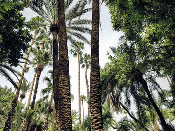 Low angle view of coconut palm trees against sky