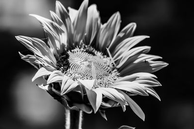 Close-up of flower