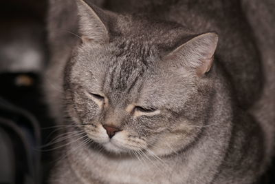 Close-up portrait of british shorthair cat 