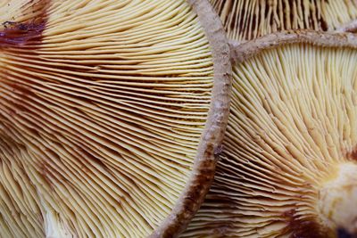 Full frame shot of mushrooms