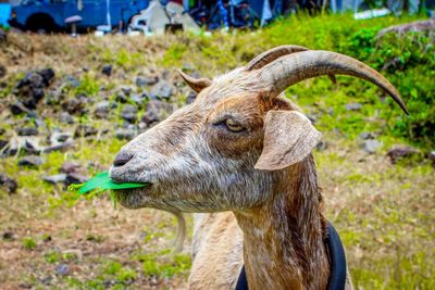 Close-up of goat