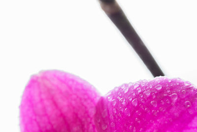 Close-up of pink flower