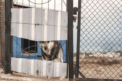 Cat looking through metal fence