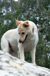 Portrait of a dog