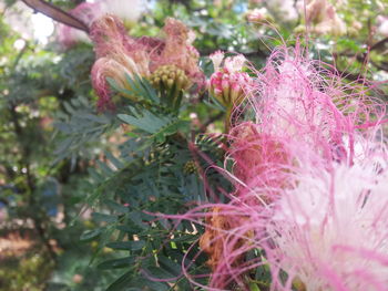 Close-up of pink flowers growing on tree