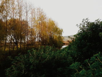 Trees and plants against sky