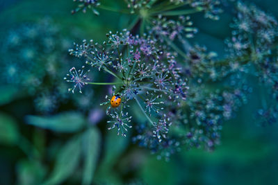 Close-up of insect on purple flower