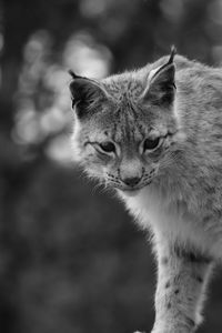 Close-up of a cat looking away