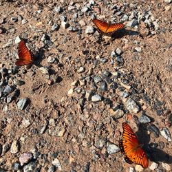 High angle view of butterfly on ground