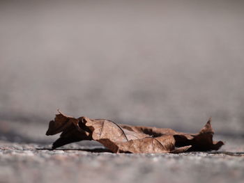 Close-up of dry autumn leaf