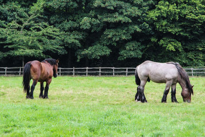 Horse standing on field