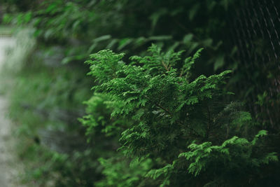 Close-up of moss growing on tree