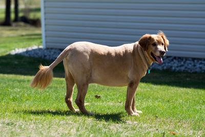 Dog on grass