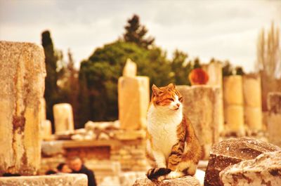 Cat sitting on a tree
