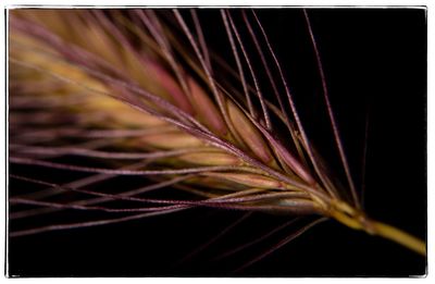 Close-up of leaf against black background