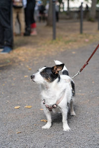 Cute little mongrel dog on leash