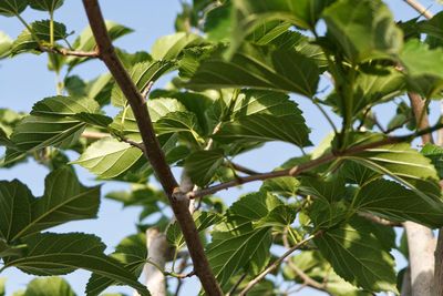 Low angle view of tree