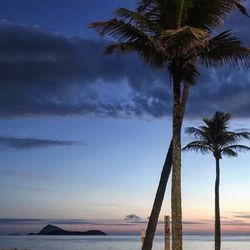 Palm trees on beach