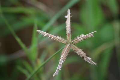 Close-up of plant growing on field