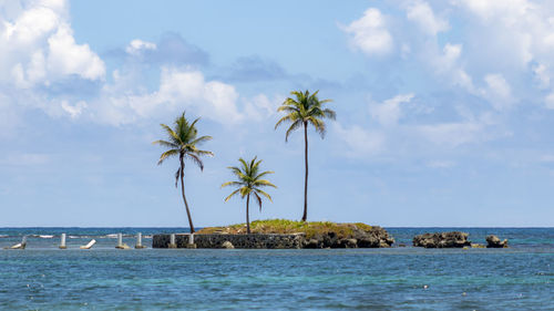 Palm trees by sea against sky
