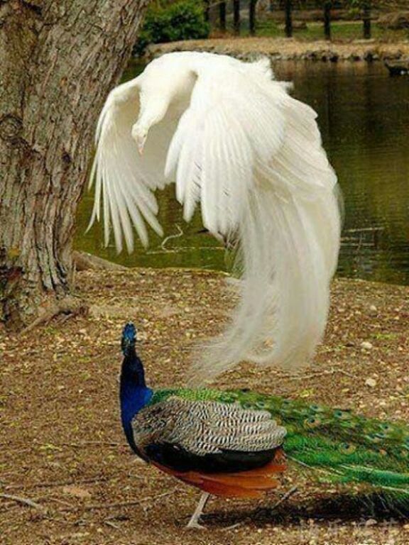 bird, animal themes, animals in the wild, wildlife, one animal, swan, water, lake, feather, white color, duck, nature, full length, two animals, beak, outdoors, no people, day, side view, high angle view