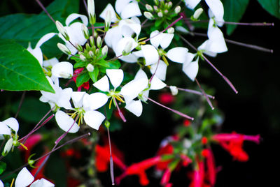 Close-up of pink flowers