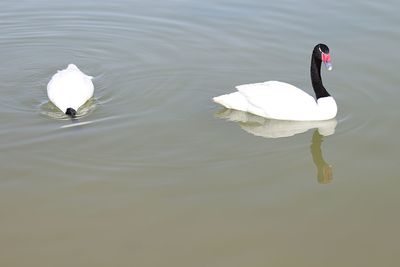 Swan swimming in lake