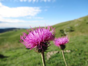 Close-up of pink thistle flowers on field