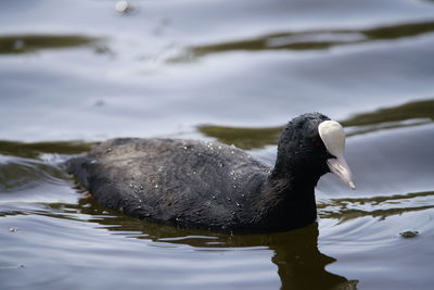 Duck swimming in lake