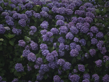 Full frame shot of purple flowering plants