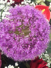 Close-up of purple flowers blooming outdoors