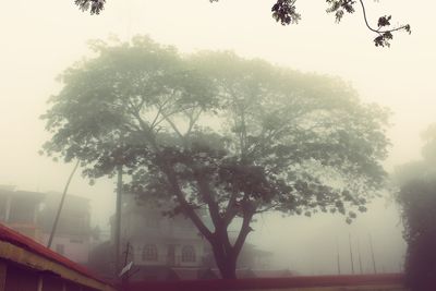 Trees in foggy weather