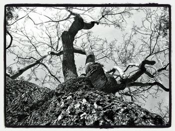 Low angle view of bare trees