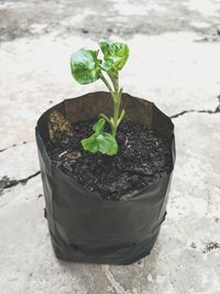 High angle view of potted plant