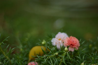 Close-up of pink flowering plants on field