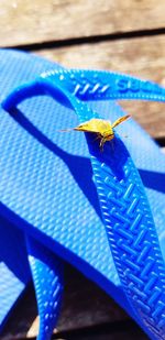 High angle view of insect on blue table