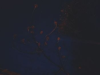 Low angle view of tree against sky at night