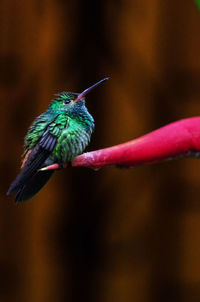 Close-up of bird on flower