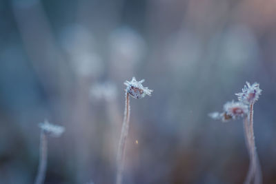 A beautiful closeup of a frosty moss in morning wetlands. swamp flora with ice crystals.