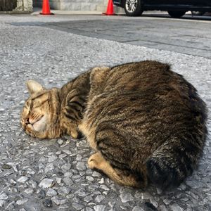 Cat sleeping on street