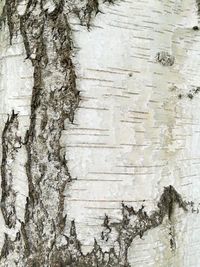 Full frame shot of tree trunk