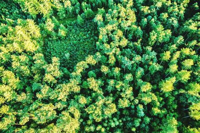 Full frame shot of plants