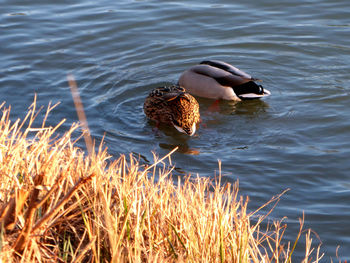 Duck swimming in lake