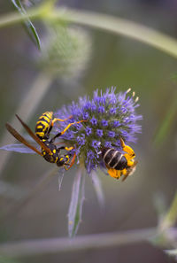 Close-up of bee pollinating on purple flower