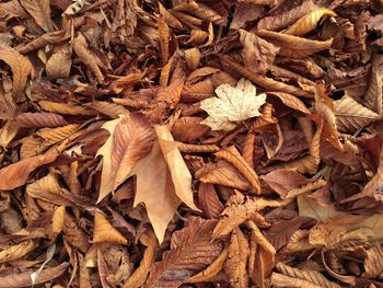 Full frame shot of leaves