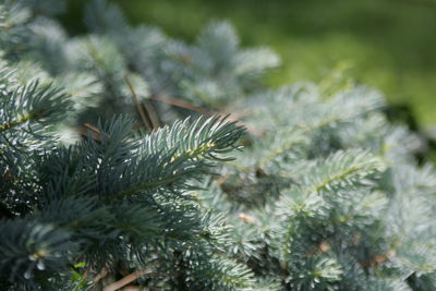 Close-up of pine tree